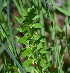Cruciata