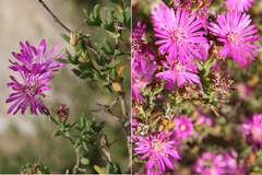 Drosanthemum quadratum
