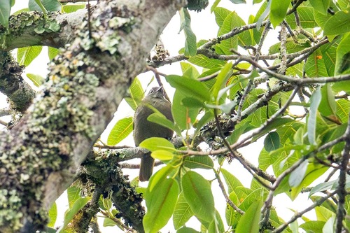 iNaturalist image