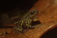 Leptophryne javanica