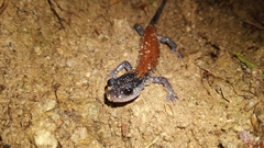 Plethodon yonahlossee