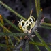 Hairy Hakea - Photo (c) Leon Perrie, some rights reserved (CC BY), uploaded by Leon Perrie