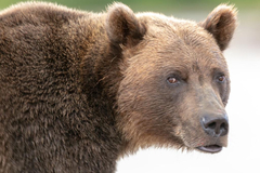 Ursus arctos beringianus