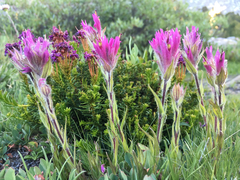 Castilleja lemmonii