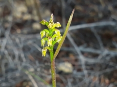 Genoplesium pumilum