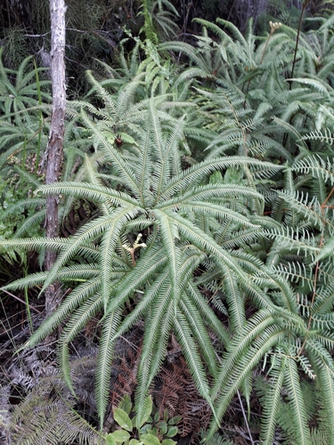 umbrella × shiny fan fern (Sticherus cunninghamii)