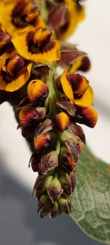 Image of Daviesia latifolia by (c) MJ Taylor, some rights reserved (CC BY-SA)