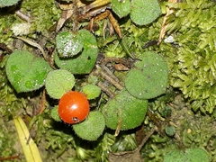 Nertera dichondrifolia