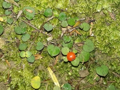 Nertera dichondrifolia