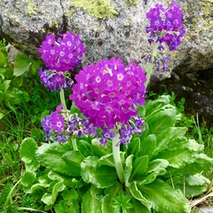 Primula longipes