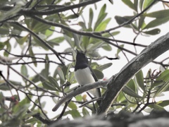 Myiagra ferrocyanea