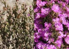 Drosanthemum asperulum