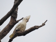 Cacatua ducorpsii