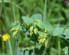 Cerinthe