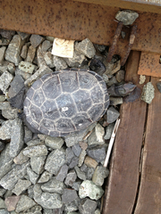 Malaclemys terrapin