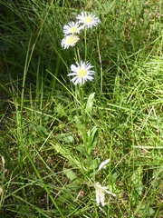 Erigeron coulteri