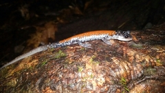 Plethodon yonahlossee
