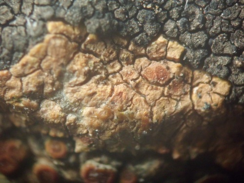Caloplaca rubelliana