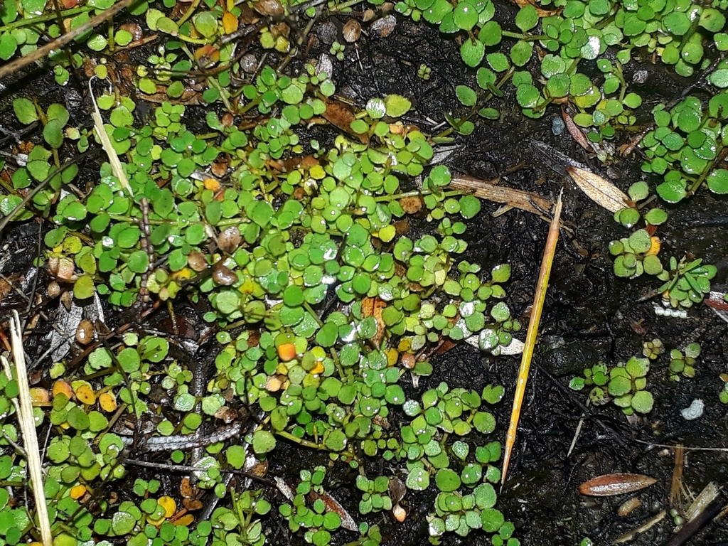 creeping raspwort from Aotea Conservation Park, NZ-AU-AL, NZ-AU, NZ on ...