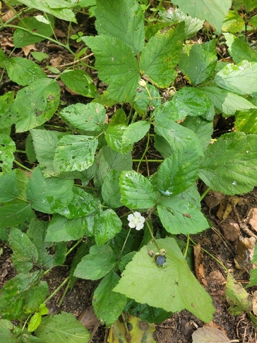 Bramble affinis × rigidus Hybrid (Rubus ×)