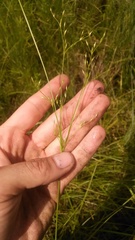 Juncus anthelatus