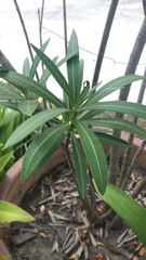 Nerium oleander