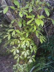 Pseudopanax discolor
