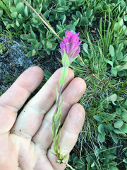 Castilleja lemmonii