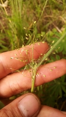 Dichanthelium villosissimum