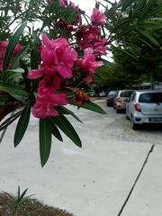 Nerium oleander