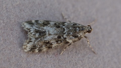 Eudonia lineola