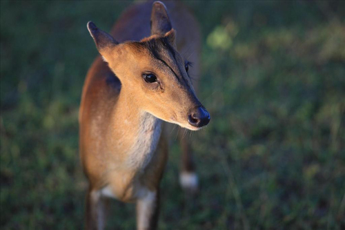 Northern Red Muntjac, photo 4 of 8