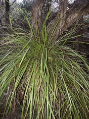 Cordyline pumilio