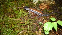 Plethodon yonahlossee