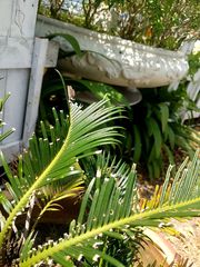 Cycas revoluta