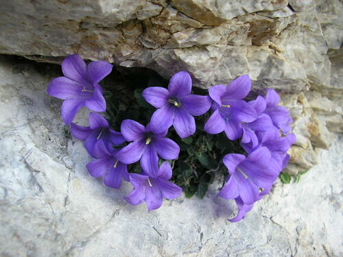 Image of Campanula morettiana by (c) Bob, some rights reserved (CC BY)