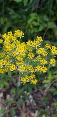 Magnoliopsida