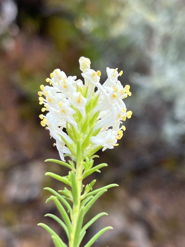Kleinkaroo Bitterbush (Selago eckloniana)