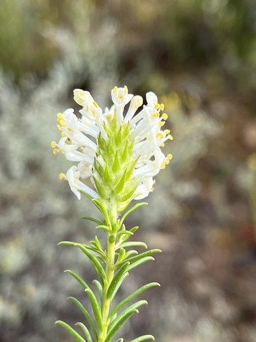 Image of Selago eckloniana by (c) Dave U, some rights reserved (CC BY-SA)