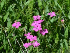 Dianthus pavonius