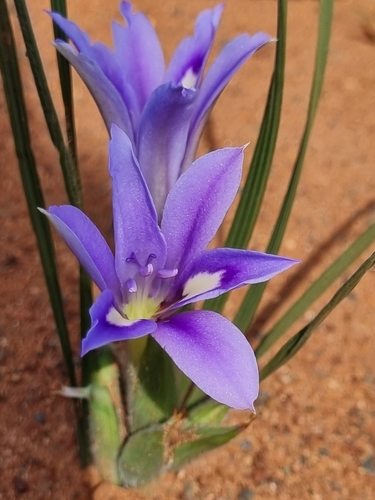 Image of Babiana sambucina by (c) djsc0, some rights reserved (CC BY-SA)