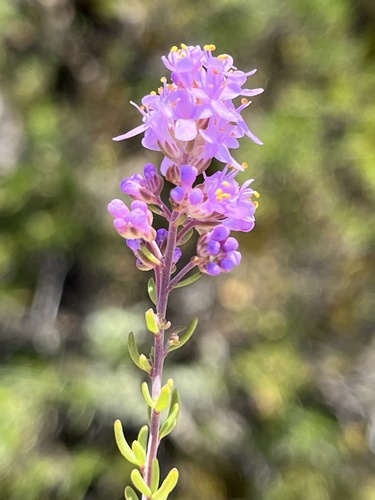 Whitevein Bitterbush (Selago albida)