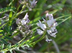 Astragalus alpinus