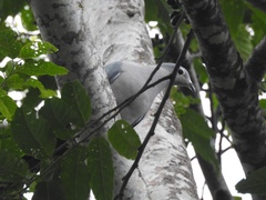 Ducula pistrinaria