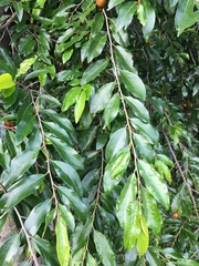 Petalostigma triloculare