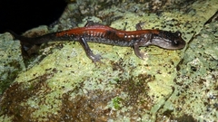 Plethodon yonahlossee