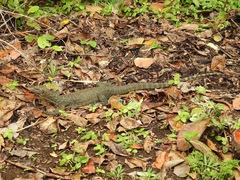 Varanus indicus