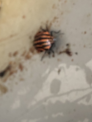Graphosoma italicum italicum