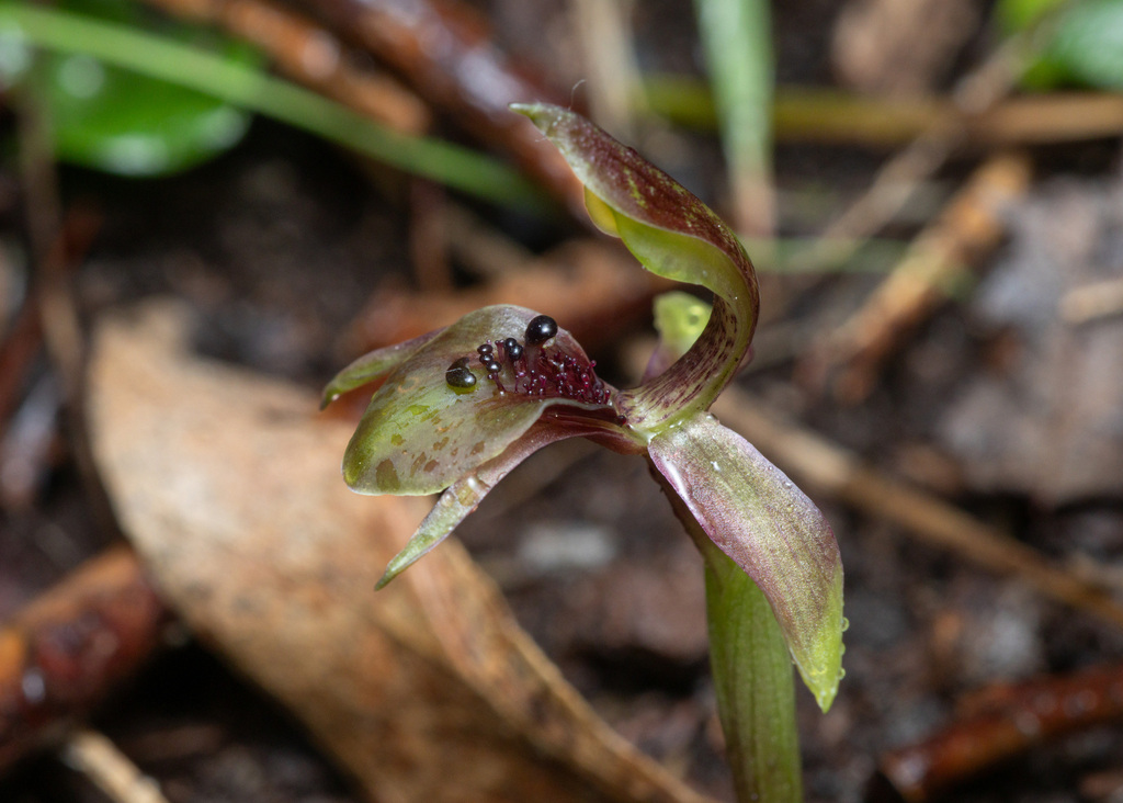 Chiloglottis × pescottiana