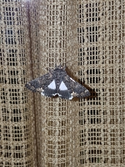 Catephia alchymista
